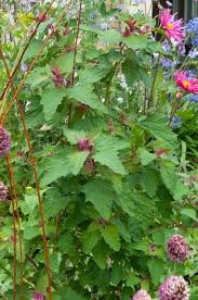 Image result for Chenopodium giganteum