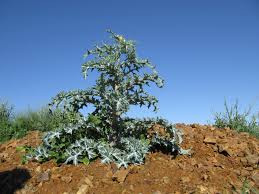 Image result for Argemone ochroleuca