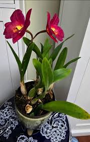 Image result for Satyrium crassicaule