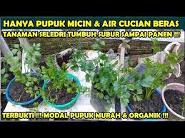 Dilakukan meningkatkan hasil seledri adalah dilakukan pemupukan. Pupuk Micin Dan Air Cucian Beras Tanaman Seledri Tumbuh Subur Sampai Panen Youtube