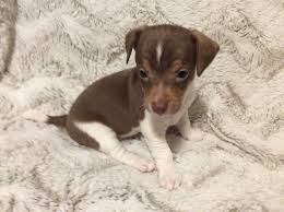 We did not find results for: Jack Russell Terrier Puppies For Sale Midland Mi 354027