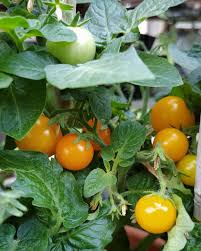 Cherry tomato varieties also perform better in hot weather. Orange Hat Tomato Seeds Micro Dwarf Plants New Organic Heirloom Seeds Craft Supplies Tools Lifepharmafze Com