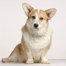 Look at pictures of corgi puppies in florida who need a home. Breed Info Veterinarians In Jacksonville Fl Whitehouse Animal Hospital