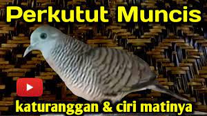 Perkutut Muncis Katuranggan Dan Cirimatinya Youtube