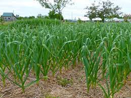 See full list on wikihow.com So When Is The Right Time To Plant Garlic Maine Organic Farmers And Gardeners