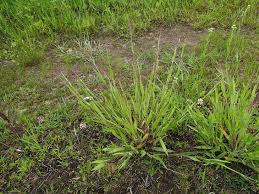 Image result for Panicum pilgeri