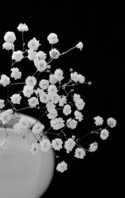 Black And White Plants Photography Plants Photography Baby 33 Trendy Ideas Black And White Flowers Flowers Photography Black And White Pictures