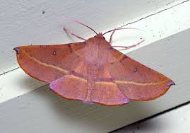 Black And White Striped Caterpillar With Yellow Belly Pink Bellied Moth Oenochroma Vinaria Moth Cute Moth Moth Caterpillar