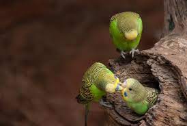 البادجي او ببغاء الدرة الاسترالية كل ماتود معرفته حول هذا الطائر طيور العرب budgies parrot animals