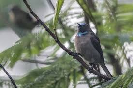 Brown Bird With White Stripe On Head Blue Throated Brown Sunbird Cyanomitra Cyanolaema Western Uganda In 2020 Species Bird Species Blue Bird