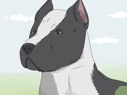 We did not find results for: 3 Easy Ways To Identify A Pitbull Wikihow