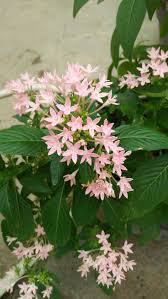 Image result for x Ruttyruspolia 'Phyllis van Heerden'