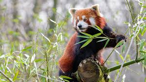 Red panda hd wallpaper posted in anime wallpapers category and wallpaper original resolution is 2560x1600 px. Animal Red Panda 4k Hd Wallpapers Hd Wallpapers Id 32703
