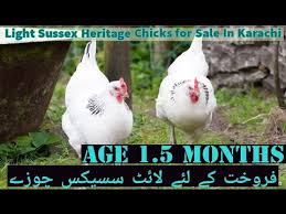 We did not find results for: Light Sussex Heritage Chicks For Sale In Karachi Age 1 5 Months By Fancyhensfarming511 Youtube