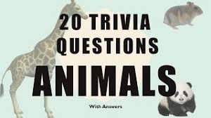 Are you an esl/ell student and trying to improve your act score? Esl Trivia Questions For Teachers Trivia For Elementary School Students