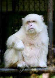 Albino Monkey At A Monkey Park In Xishuangbanna China He Looks So Human Rare Albino Animals Rare Animals Animals Beautiful