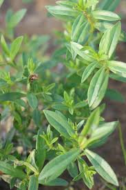 Image result for Oldenlandia corymbosa