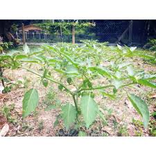 Cikgu shahrul vlog 202 views6 months menikmati manisnya buah rambusa atau bush markisa atau buah letup. Anak Pokok Benih Pokok Buah Letup Atau Ciplukan Physalis Angulata Shopee Malaysia
