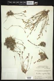 Image result for Dianthus chimanimaniensis