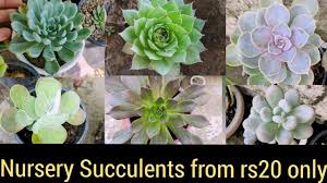 Pin On Gardening Tips In Tamil