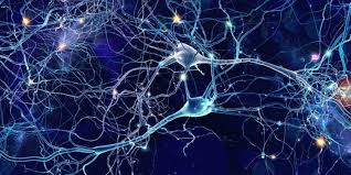A neuron has many of the same organelles such as mitochondria, cytoplasm and a nucleus, as other cells in the body. Studie Wie Viren Der Gehirnentwicklung Schaden Heilpraxis