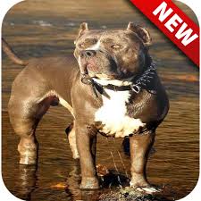 Theo người đưa tin, chó pitbull được xếp hạng là 1 trong số 10 loài chó dữ nhất, có nguồn gốc từ không ít người nuôi chó luôn tìm cách tạo ra những con pitbull vượt trội về ngoại hình, tạo màu sắc đẹp lạ bằng cách cho lai với nhiều giống chó khác. Pitbull Hd Wallpapers á»©ng Dá»¥ng Tren Google Play