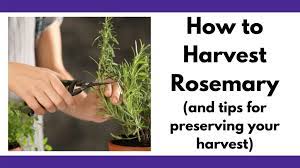 Clip off stems of new growth at your desired length, but leave the older, woody growth untouched. How To Harvest Rosemary Without Killing The Plant Together Time Family