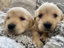 Look at pictures of golden retriever puppies who need a home. Adorable Golden Retriever Puppies Aww