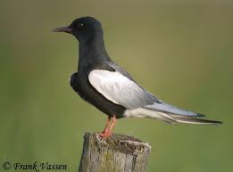 Black And White Bird With Red Throat Ohio White Winged Tern Chlidonias Leucopterus White Winged Tern Is A Eurasian Species That Is Very Similar To North America S Sea Birds Breeds Animals Beautiful