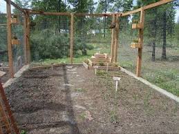 Bird Netting For Blueberries Bird Netting On Blueberry Bushes Gardening Ideas Pinterest With Images Berry Garden Fenced Vegetable Garden Vertical Garden Plants