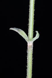 Image result for Schwenckia