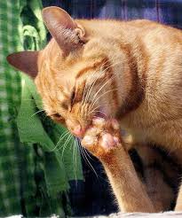 Open Mouth Insert Foot Cats Cat Photo Cat Cleaning