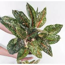 Bunga wijaya kusuma selain cantik ternyata dikelilingi banyak mitos. Harga Tanaman Bunga Hias Hidup Aglonema Terbaru Juli 2021 Biggo Indonesia