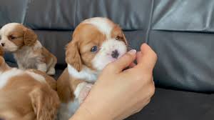 Cavalier King Charles Spaniel de la Casa Regala Kennel