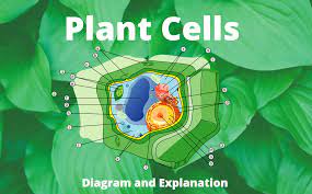 Maybe you would like to learn more about one of these? Plant Cell Parts And Functions Science Trends