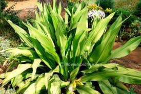 Image result for Crinum aurantiacum