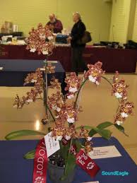 Oncostele (Wilsonara) Eye Candy 'Penny Candy' (1)