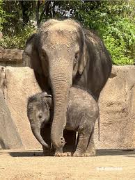 Saint Louis Zoo's Asian elephant Raja moving to new home