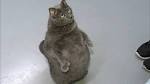 Fat Russian Blue Cat Watches You Tube