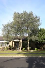 Image result for Olea europaea