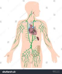 All pictures are subject to our image copyright policy. Lymphatic System Unlabeled Diagram Royalty Free Stock Photo 149230307 Avopix Com