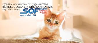 En Iyi Kedi Mamasi 2020 En Iyi Kedi Mamasi Markalari