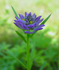 Image result for Polygala capillaris