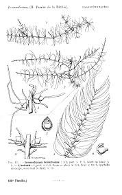 Image result for Inversodicraea