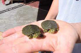 What is the minimum tank size for a red eared slider turtle? You Need To Know This About Baby Red Eared Slider Care Turtleholic