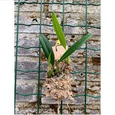 Image result for Bulbophyllum saltatorium