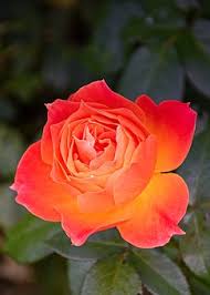 Here you will find information about gardening and flowers from annuals, perennials, shrubs and even birth month flowers. 40 000 Rose Images Photos Hd Pixabay