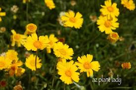 Maybe you would like to learn more about one of these? Full Of Flowering Flowering All Year Long Azplantlady Com