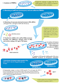 Get the best deal for barry king tools from the largest online selection at ebay.com. Frontiers Cytotoxic Activity And Memory T Cell Subset Distribution Of In Vitro Stimulated Cd8 T Cells Specific For Her2 Neu Epitopes Immunology