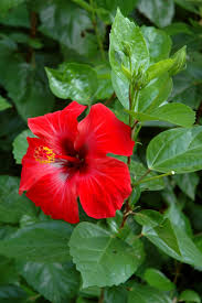 Image result for Hibiscus nigricaulis